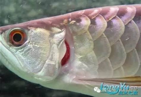 龍魚浮背|龍魚幾種疾病與治療